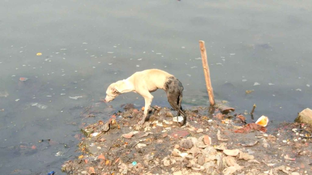 ガンジス川と犬